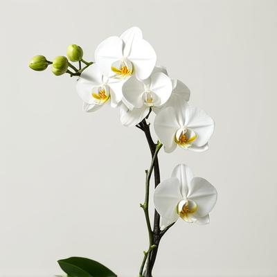 Exotic orchid minimal display
